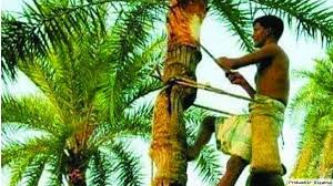শীতের মিষ্টি আমেজ: গ্রামবাংলায় খেজুরের রস সংগ্রহের ধুম